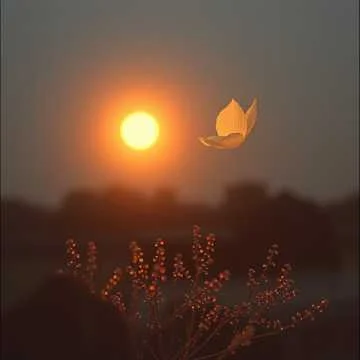 В тихом саду расцветает заря,